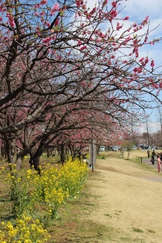 古河総合公園.JPG