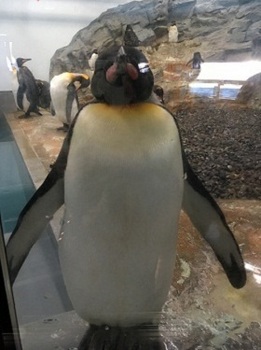 旭山動物園のペンギンがドヤ顔.jpg