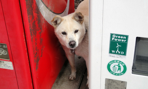 自販機の間からこちらを見つめる犬