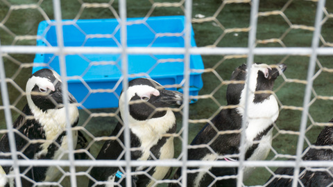 ペンギンさん