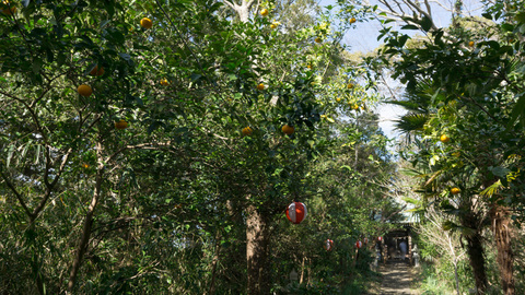 淡島神社の参道