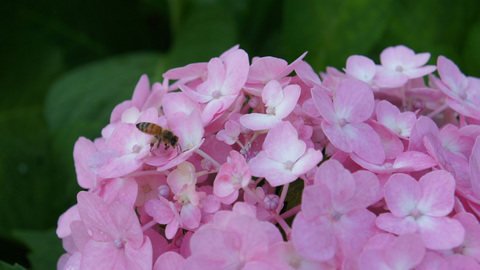 紫陽花とミツバチ