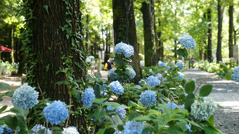 紫陽花