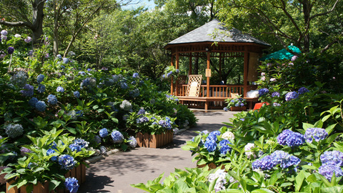 紫陽花カフェ