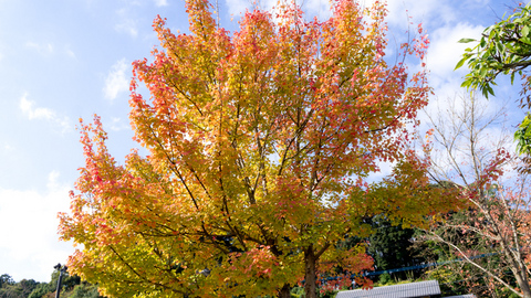 紅葉