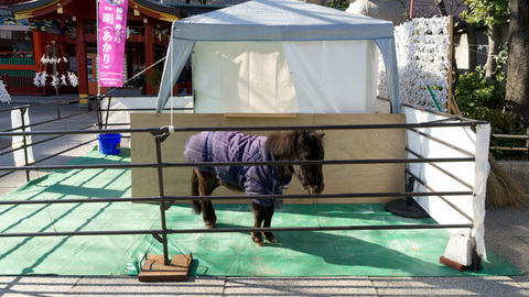 神田明神の神馬・あかりちゃん