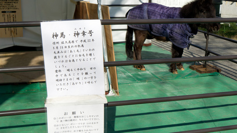 神田明神の神馬・あかりちゃん