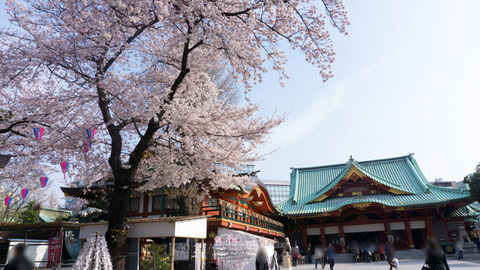 神田明神の桜も満開