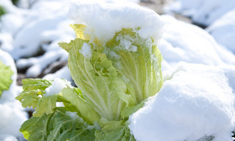 雪に埋もれた白菜