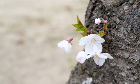 桜