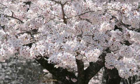 桜