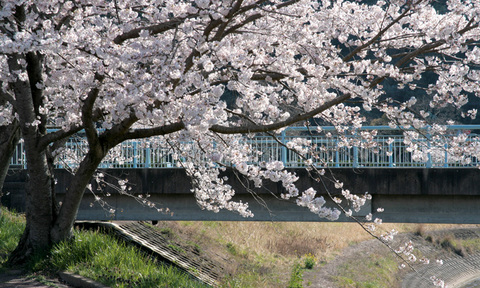 桜