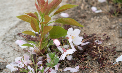 桜