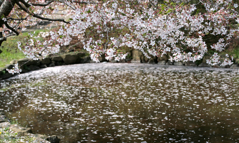 桜