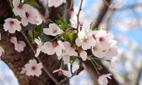 桜