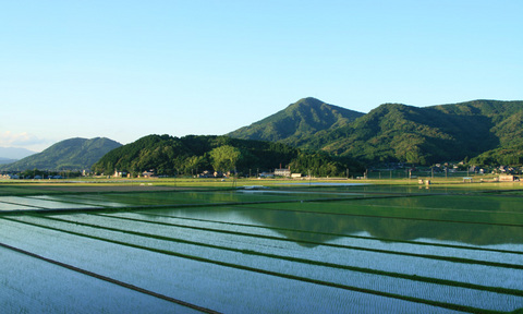 水田に映る空