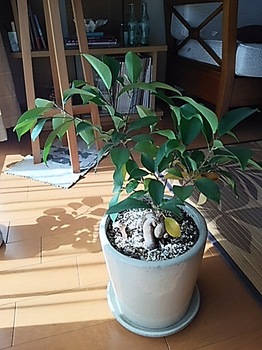 Oct_ficus6.JPG