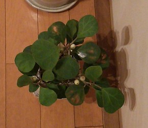 ficus_2016Nov3.jpg