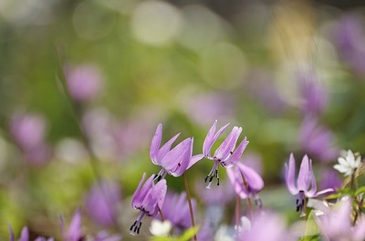 片栗の花