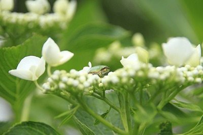 紫陽花に蛙くん