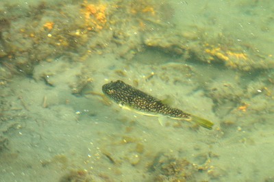 今治城の魚