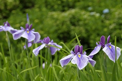 花菖蒲