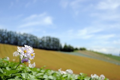 じゃがいもの花