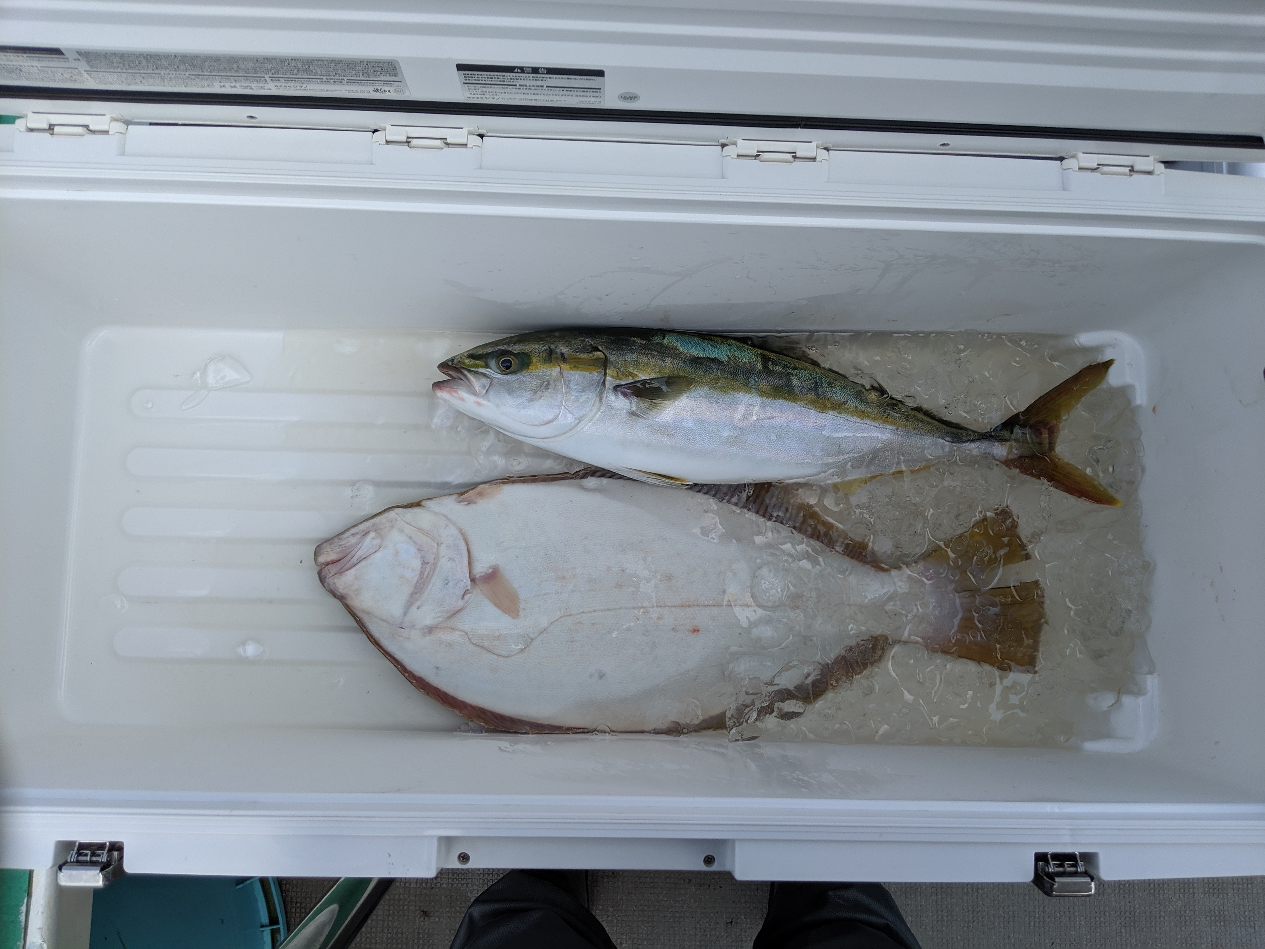 ヒラメのみ狙ってましたが 常磐沖の船釣りがメインのブログ