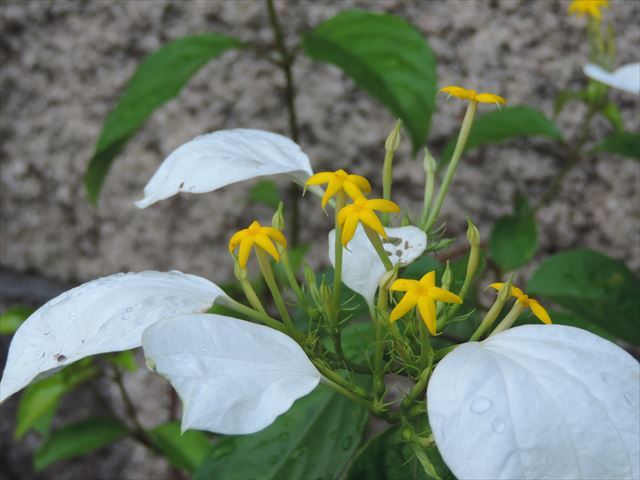 コンロンカ(崑崙花)6月.JPG