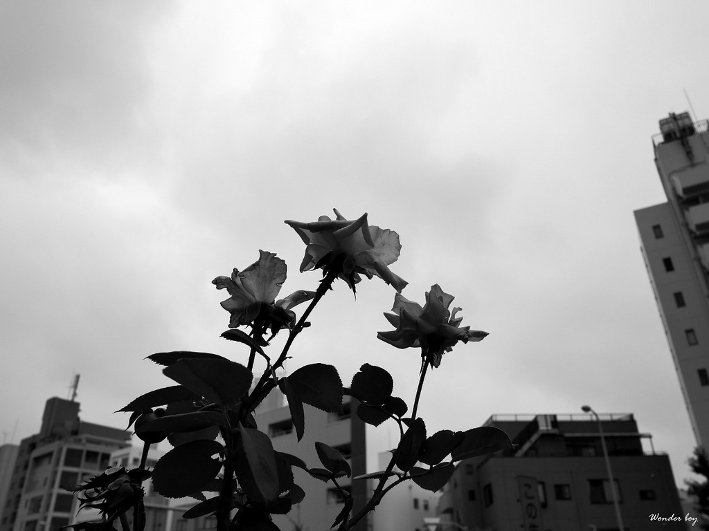 都会の花.jpg