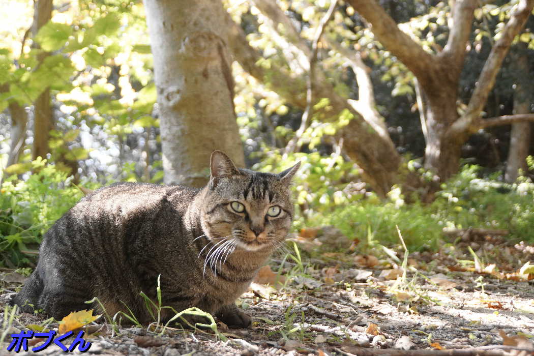 猫山の猫達Ⅳ