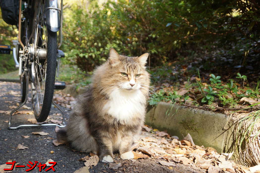 猫山の猫達Ⅳ