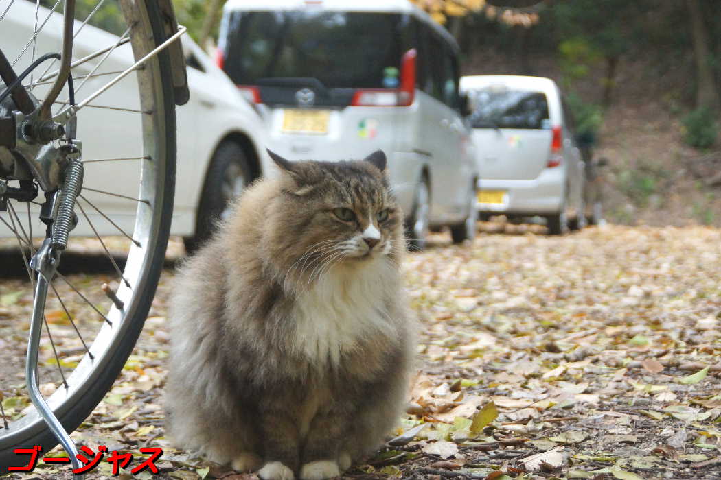 猫山の猫達Ⅳ