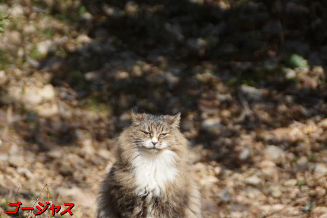 猫山の猫達Ⅳ