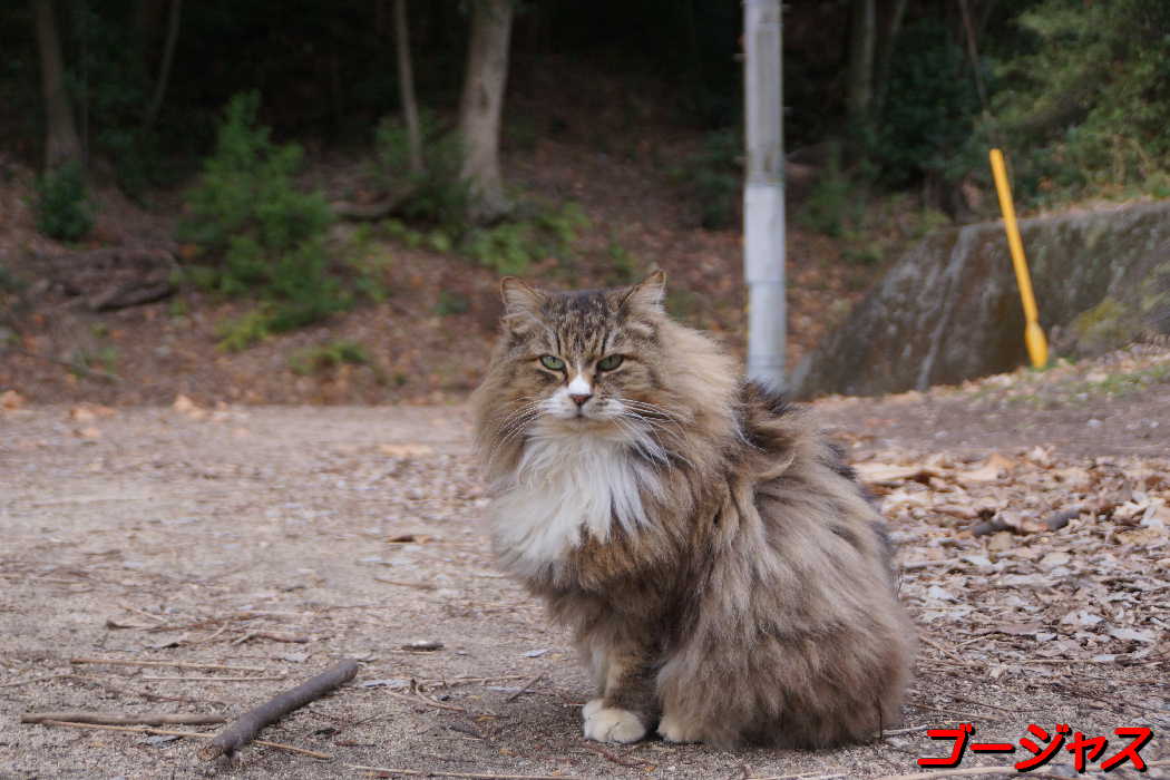 猫山の猫達Ⅳ