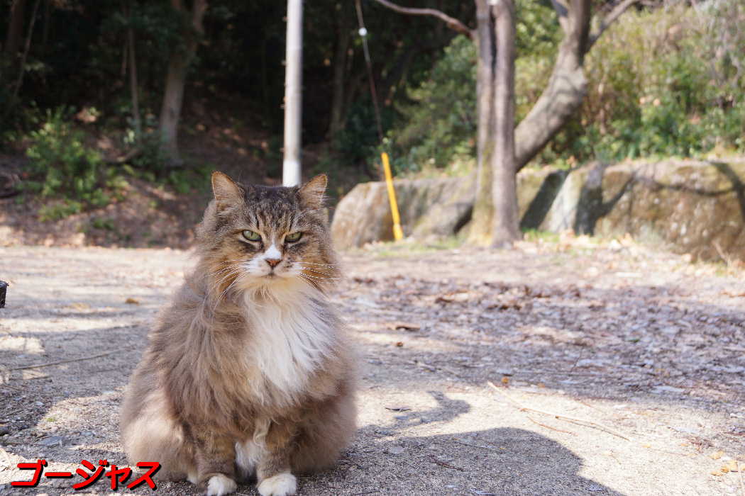 猫山の猫達Ⅳ