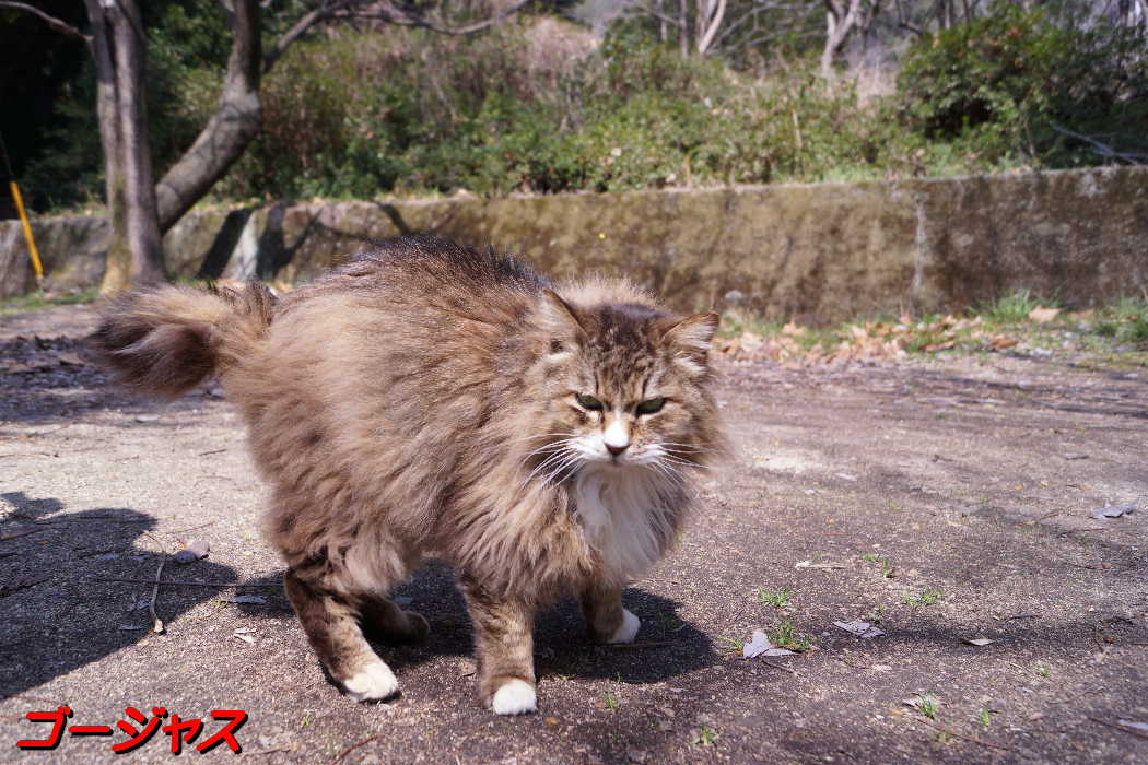 猫山の猫達Ⅳ