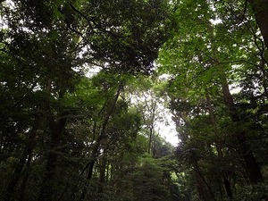 明治神宮の森