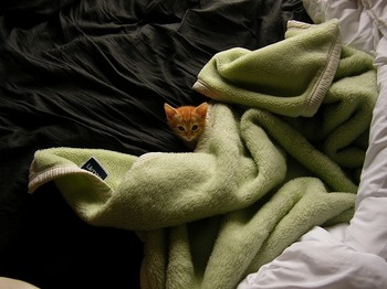 人間のベッドで寝る猫
