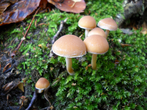 Elmbridge　mushrooms