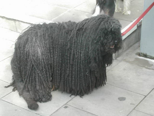 ロンドンの犬