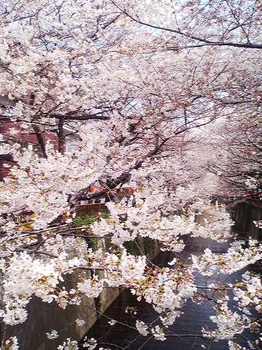 2012.04.04　目黒川の桜並木