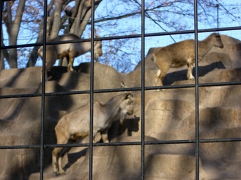 2012.12.16　夢見ヶ先動物公園