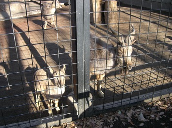 2012.12.16　夢見ヶ先動物公園