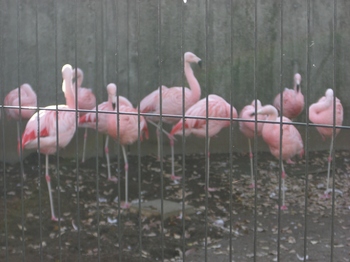 2012.12.16　夢見ヶ先動物公園