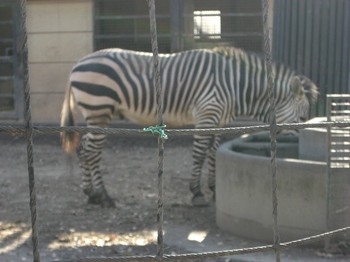 2012.12.16　夢見ヶ先動物公園