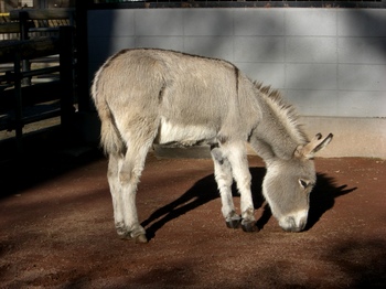 2012.12.16　夢見ヶ先動物公園