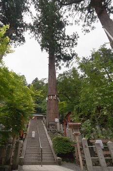 由岐神社　大杉