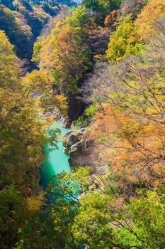 紅葉と吾妻川