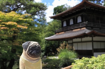 くんぺいと銀閣寺